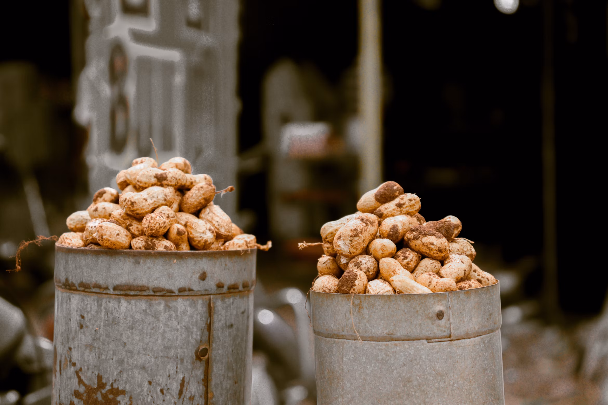 Pinda-oogst — van veld tot pot